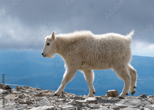 Canvas-taulu Baby mountain goat on top of mountain
