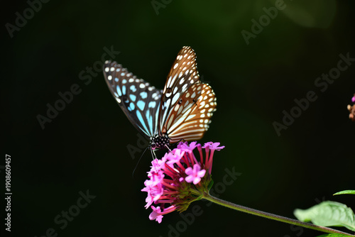 Blue Tiger Butterfly Resting on a Cluster of Pink Flowers with a Dark Background Highlighting the Contrast and Delicate Details of Nature's Design