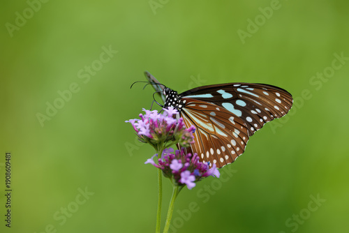 Brown and Blue Butterfly Resting on Purple Flowers, Illustrating the Symbiotic Relationship Between Insects and Flora in a Natural Setting