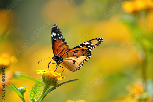 An Exquisite Monarch Butterfly Perched Gracefully on a Delicate Yellow Flower, Bathed in Soft Sunlight, Creating a Serene and Picturesque Natural Composition