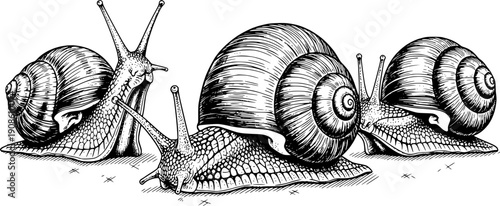 Detailed illustrations of three snails with spiral shells in black and white
