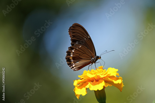 Brown Butterfly Resting on a Vibrant Yellow Flower in a Natural Garden Setting with Soft Bokeh Background Showcasing Nature's Delicate Balance and Beauty