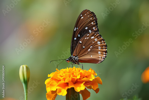 Brown Butterfly Resting on a Vibrant Orange Marigold Flower A Captivating Close-Up of Nature's Intricate Details and Striking Color Contrast