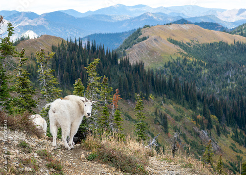 Photos Mountain goat nest to landscape