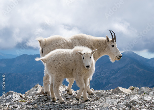 Mother and baby goat standing on top of a mountain 