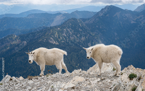 Mama and baby goat with mountains in the background 
