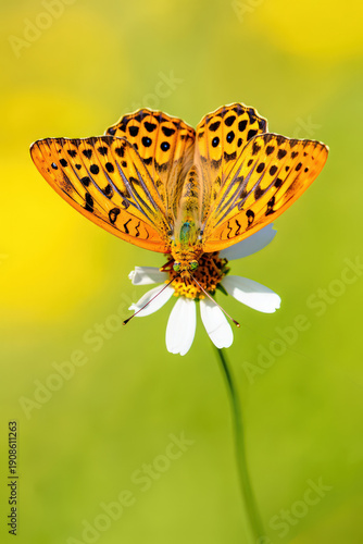 An Exquisite Silver-Washed Fritillary Butterfly with Open Wings Perched on a Delicate White Daisy Against a Soft Yellow and Green Bokeh Background