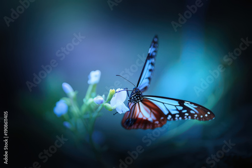 Blue Toned Butterfly on White Flowers A Dreamy and Ethereal Scene of Nature's Wonders Captured in Soft Light and Gentle Hues