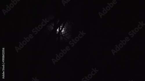 Wallpaper Mural The full moon glows through a web of bare tree branches on a dark winter night. Moonlight highlights the intricate silhouettes, creating a little spooky, mysterious atmosphere during a nighttime walk. Torontodigital.ca