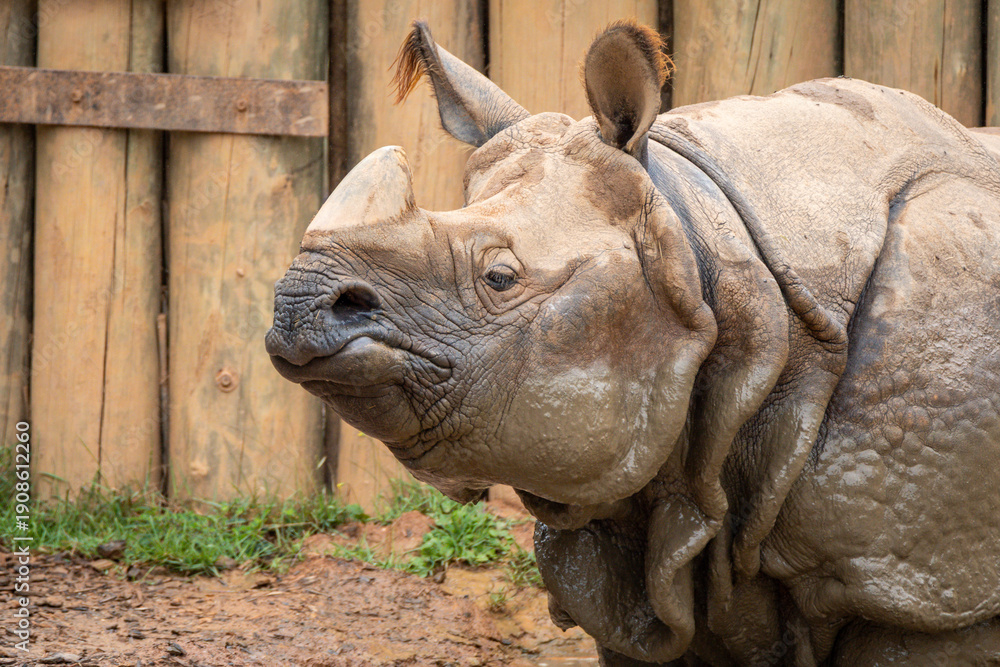 Fototapeta premium Indian Rhinoceros