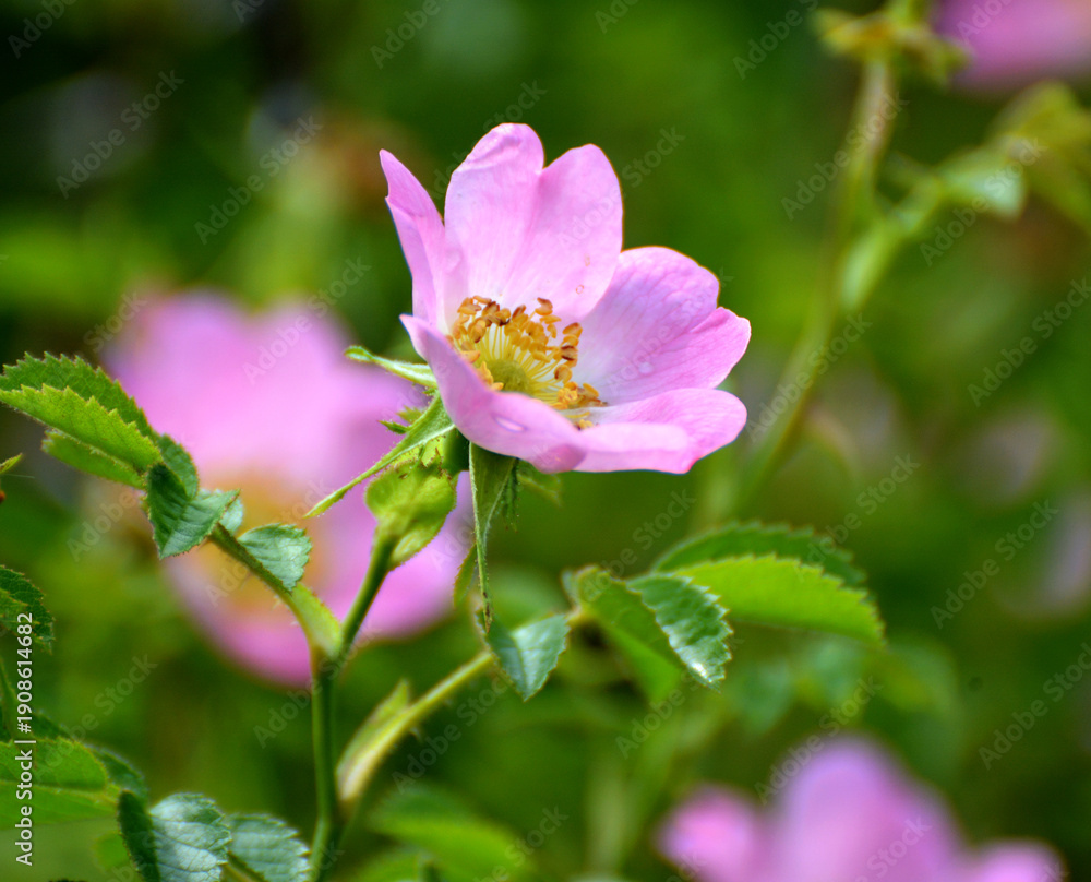Obraz premium It blooms in nature dog rose