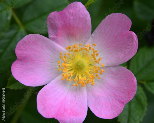 It blooms in nature dog rose