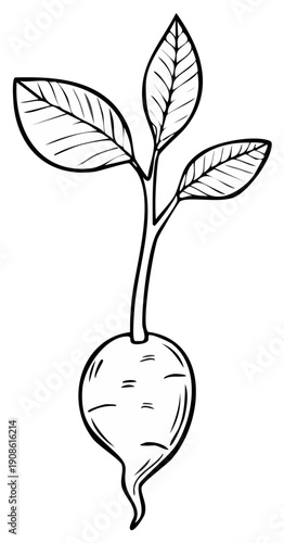 Hand Drawn Illustration of a Radish Plant with Leaves and Roots Ideal for Botanical Guides or Educational Materials in Black and White