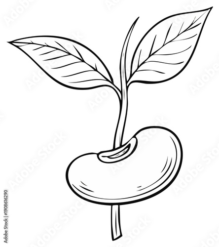 Line art drawing of a sprouting bean seedling with two young leaves emerging from a seed