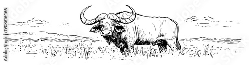 african buffalo standing in savanna