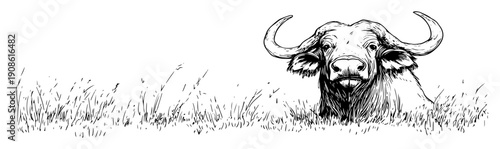 buffalo head emerging from grass