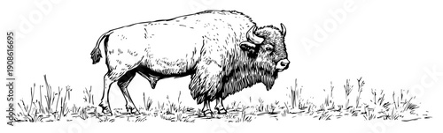 bison standing on grassland field