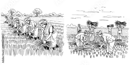 Indian farmers harvesting rice by hand in field, pencil drawing, isolated vector image on a transparent background  