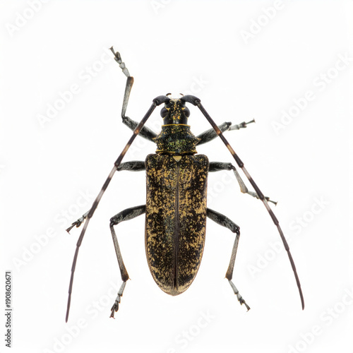 Bug on White Background, Small Insect Cut Out No Shadow