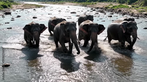 A herd of elephants walks through a shallow river, creating splashes and ripples in the water