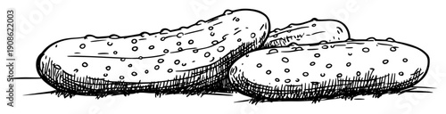 hand drawn pickles sketch illustration