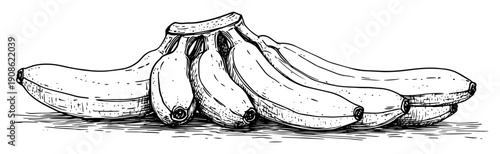 hand drawn bunch of bananas sketch illustration