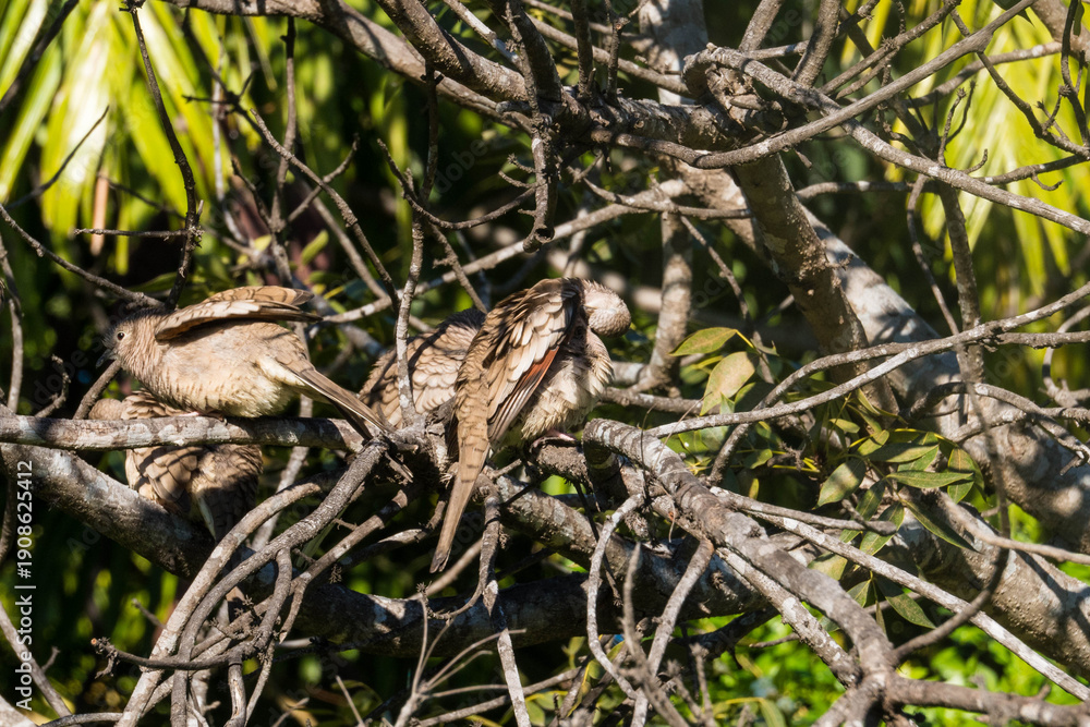 Obraz premium descansando despues de la lluvia