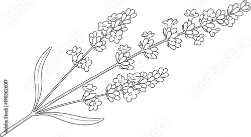 Delicate watercolor style illustration of lavender flower sprigs featuring soft purple blooms and slender green leaves drawn with fine line art on a white background.