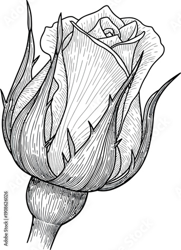 Beautiful hand drawn vintage style black and white illustration depicting a tightly closed rose flower bud with prominent sepals and detailed line work perfect for various creative projects.