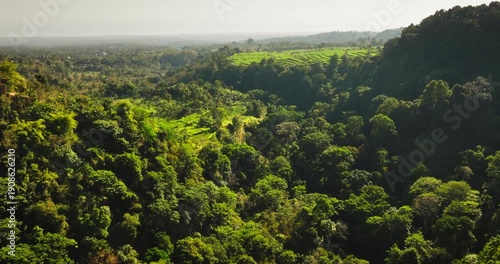 Lombok Senaru mountains showcasing lush tropical jungle, verdant rice terraces, and dense rainforest canopy covering the vast agricultural landscape from an aerial drone perspective. Nature landscape