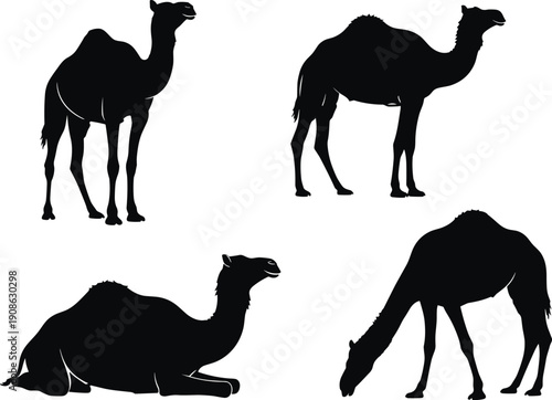Silhouettes of camels in various poses