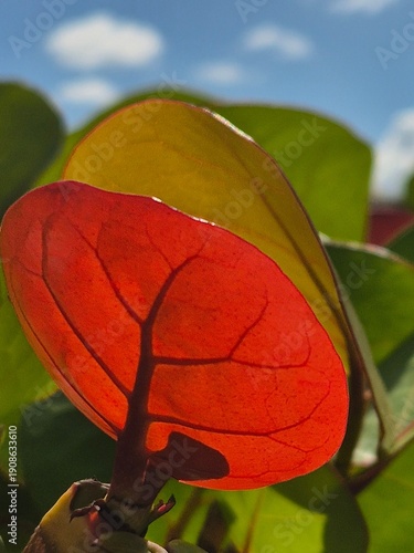 Translucent orange sea grape leaf against tropical blue sky