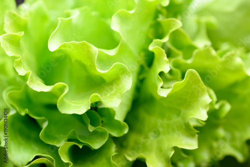 Curly salad lettuce greens photographed in close up with rich texture and volume. Fresh leaves express natural farming and food freshness
