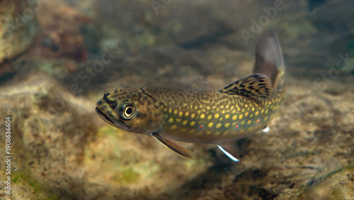 Juvenile brook trout in a stream near the Monmorency River in the Quebec City Region, Canada