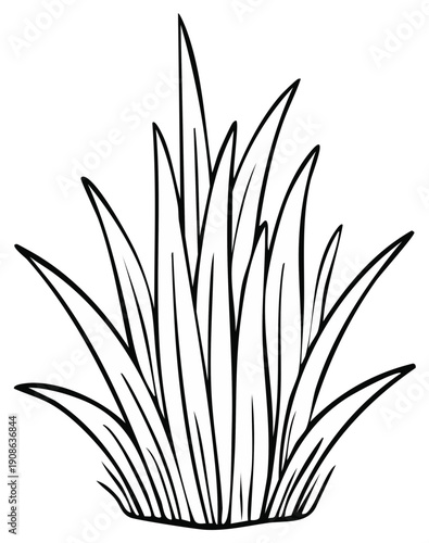 Black and white line drawing of a clump of grass with pointed blades