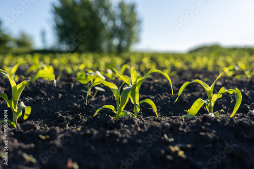 Bright green corn plants stretch towards the sun in a fertile field, signaling the arrival of summer and new growth