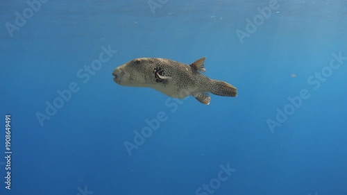 Stellate puffer fish in the sea underwater