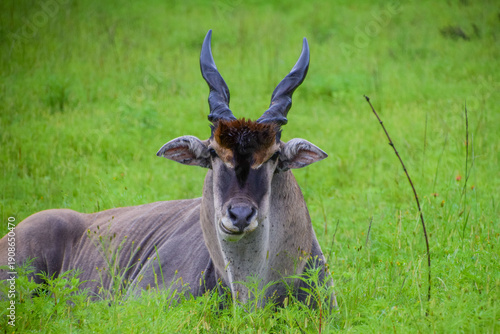 Quadro su tela An eland antelope rest in the grass in a nature reserve in Zimbabwe