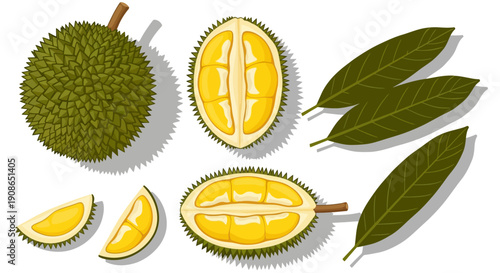 Illustration of durian fruit and leaves, showcasing spiky exterior and creamy interior, from a top-down viewpoint