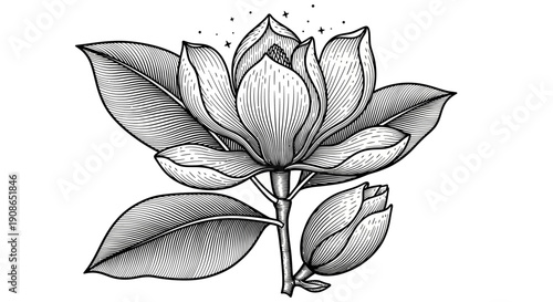 A magnolia flower in full bloom with leaves and buds illustrated in a simple black and white drawing viewed from the front