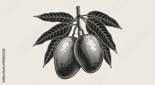 Illustration of two mangos hanging from a branch with leaves, showcasing fruit in a botanical drawing style from a front viewpoint.