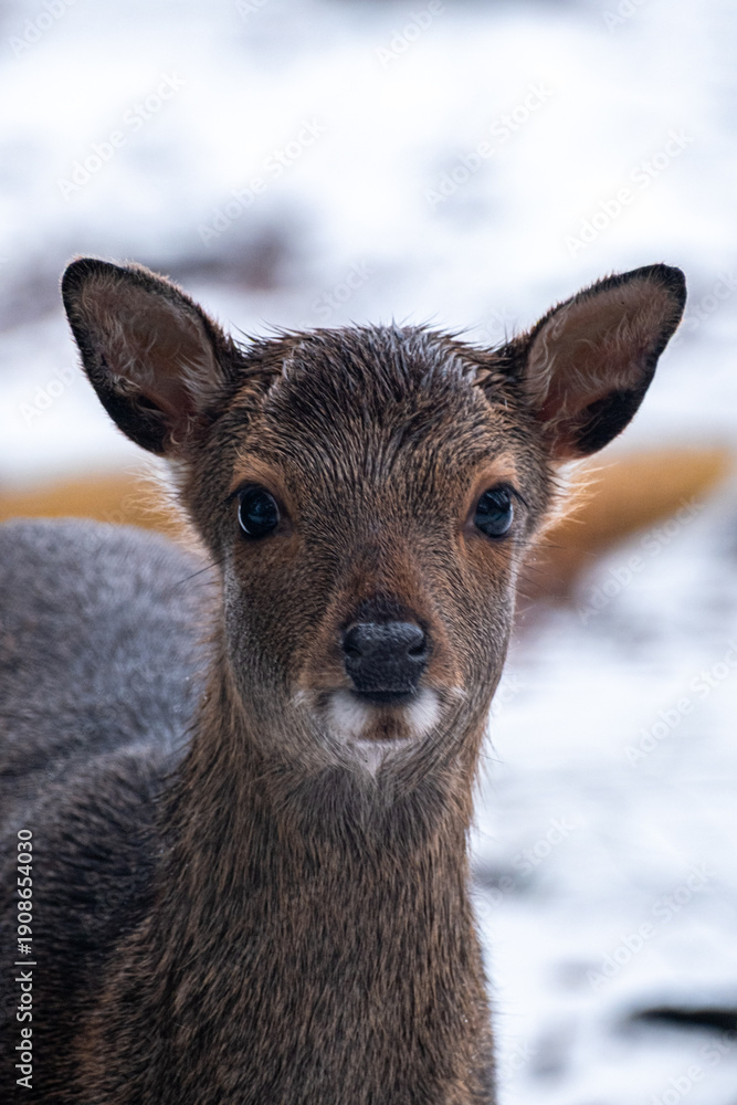 Obraz premium white tailed deer
