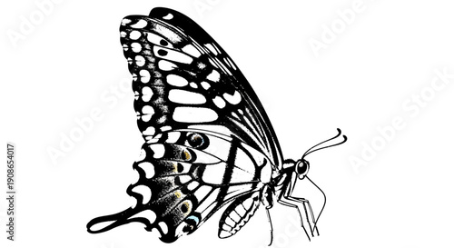 A detailed black and white illustration of a butterfly with open wings, showcasing intricate patterns and designs on its wings.