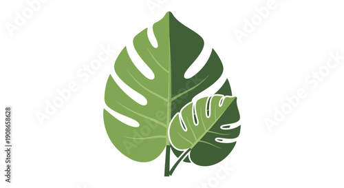 Green tropical monstera leaf illustration.