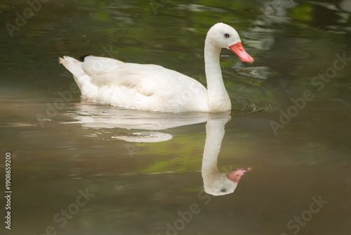 White ducks at the zoo, a beautiful white duck swimming peacefully in a lake in the morning at a zoo in Brazil, natural light, selective focus.