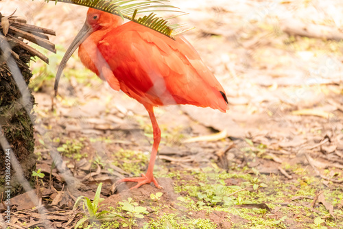 Scarlet Ibis (Eudocimus ruber) in a Zoo, beautiful Scarlet Ibis in its environment in the morning at a Zoo in Brazil, natural light, selective focus.