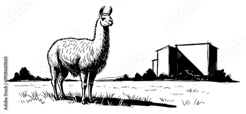 Llama Standing on Pasture Farm Animal Rural Landscape Black and White Vector Illustration