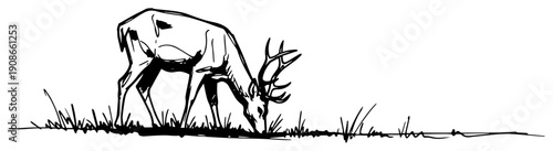 Deer Buck Grazing In Meadow With Antlers Hand Drawn Black and White Vector Illustration