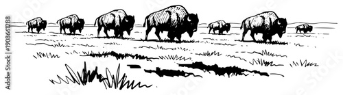 Bison Herd Crossing Prairie Open Grassland Hand Drawn Black and White Vector Illustration