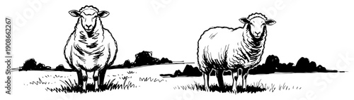 Two Sheep Standing On Pasture Rural Countryside Hand Drawn Black and White Vector Illustration